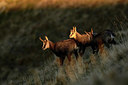 BUITEN BEELD Foto: 327244