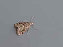 BUITEN BEELD Foto: 327269