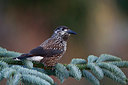 BUITEN BEELD Foto: 327282