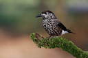BUITEN BEELD Foto: 327289