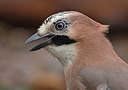BUITEN BEELD Foto: 327323