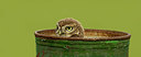 BUITEN BEELD Foto: 327331