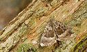 BUITEN BEELD Foto: 327378