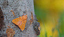 BUITEN BEELD Foto: 327380