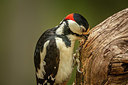 BUITEN BEELD Foto: 327390