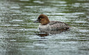 BUITEN BEELD Foto: 327394