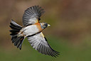 BUITEN BEELD Foto: 327455