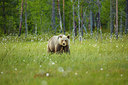 BUITEN BEELD Foto: 327458