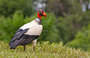 BUITEN BEELD Foto: 327488