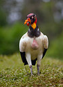 BUITEN BEELD Foto: 327489
