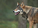 BUITEN BEELD Foto: 327567