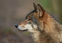 BUITEN BEELD Foto: 327568