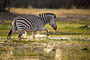 BUITEN BEELD Foto: 327598