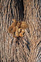 BUITEN BEELD Foto: 327601