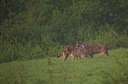BUITEN BEELD Foto: 327612