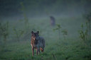 BUITEN BEELD Foto: 327616