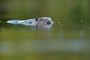 BUITEN BEELD Foto: 327634
