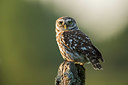 BUITEN BEELD Foto: 327704