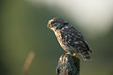 BUITEN BEELD Foto: 327705