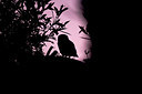 BUITEN BEELD Foto: 327707
