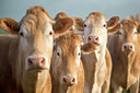BUITEN BEELD Foto: 327772