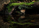 BUITEN BEELD Foto: 327842