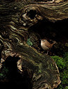 BUITEN BEELD Foto: 327843