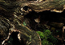 BUITEN BEELD Foto: 327844