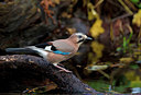 BUITEN BEELD Foto: 327845