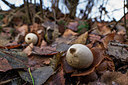 BUITEN BEELD Foto: 327863