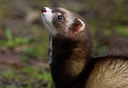 BUITEN BEELD Foto: 327934