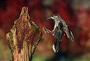BUITEN BEELD Foto: 327940