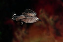BUITEN BEELD Foto: 327953