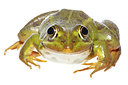 BUITEN BEELD Foto: 327954