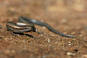 BUITEN BEELD Foto: 328010