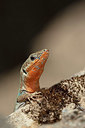 BUITEN BEELD Foto: 328038
