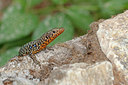 BUITEN BEELD Foto: 328048