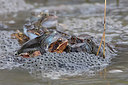 BUITEN BEELD Foto: 328097