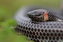 BUITEN BEELD Foto: 328117