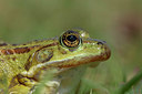 BUITEN BEELD Foto: 328118