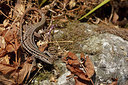 BUITEN BEELD Foto: 328160