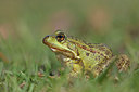 BUITEN BEELD Foto: 328161