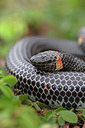 BUITEN BEELD Foto: 328183