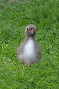 BUITEN BEELD Foto: 328212