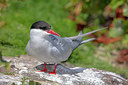 BUITEN BEELD Foto: 328214