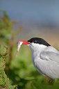 BUITEN BEELD Foto: 328216