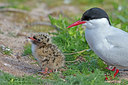 BUITEN BEELD Foto: 328230