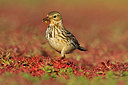 BUITEN BEELD Foto: 328338