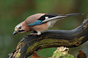 BUITEN BEELD Foto: 328342