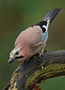 BUITEN BEELD Foto: 328346